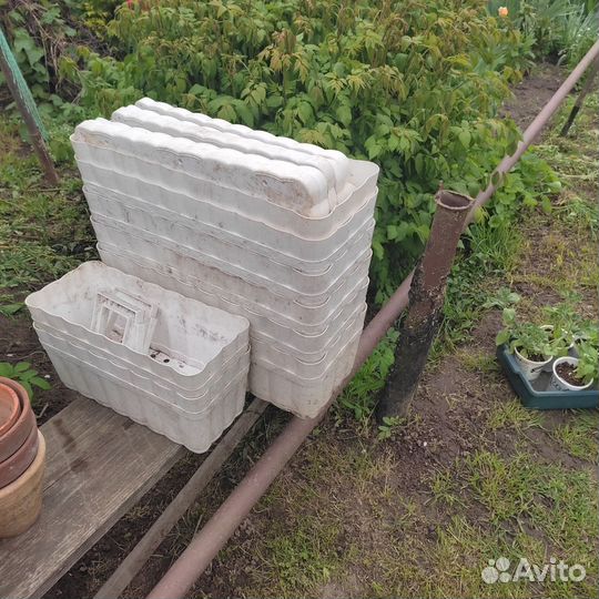 Комнатные растения