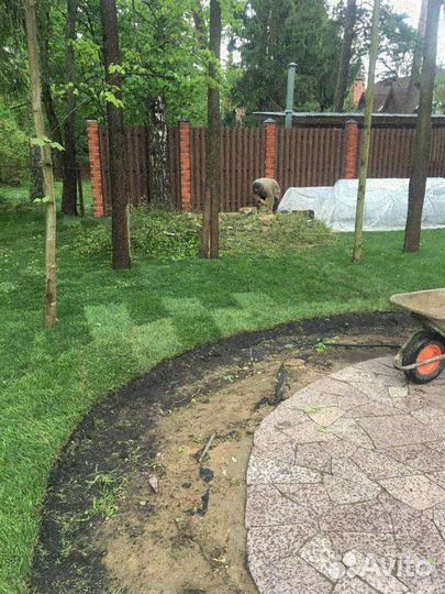 Рулонный газон, укладка, продажа