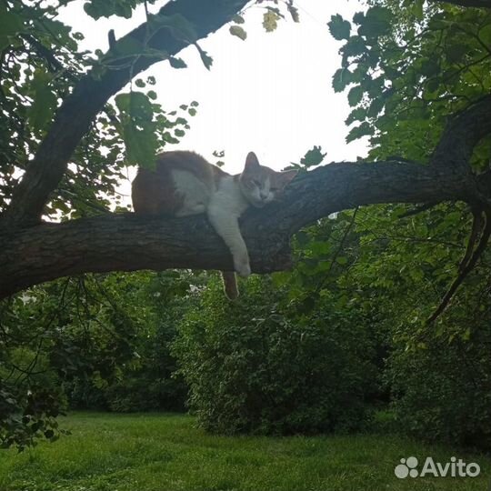 Рыжий котенок в добрые руки бесплатно