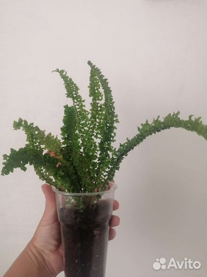 Папоротник нефролепис