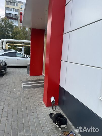 Красивый кот
