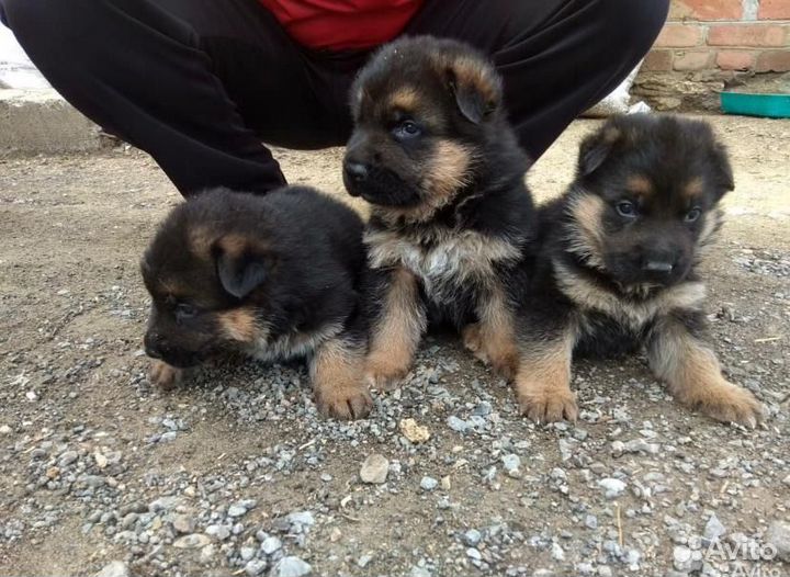 Немецкая овчарка