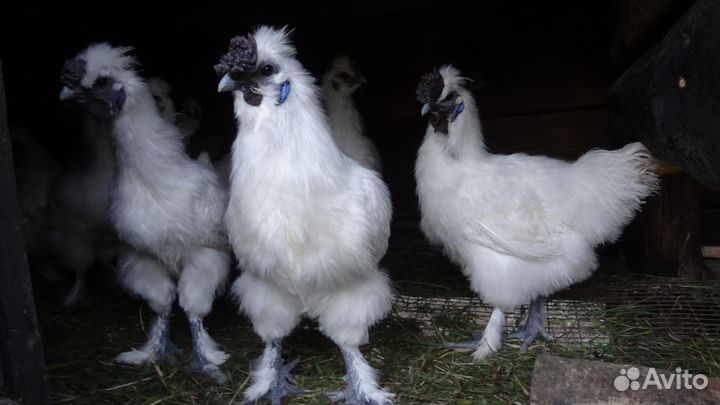 Яйца красивых кур