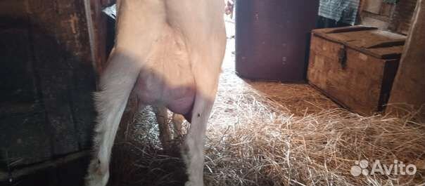 Зааненская с нубийской дойная коза