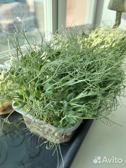 Микрозелень горошка