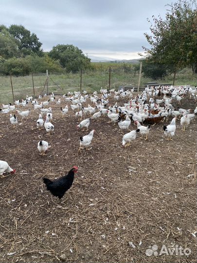 Молодые петушки