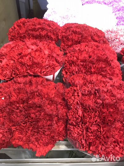 Гвоздики цветы, гвоздика купить