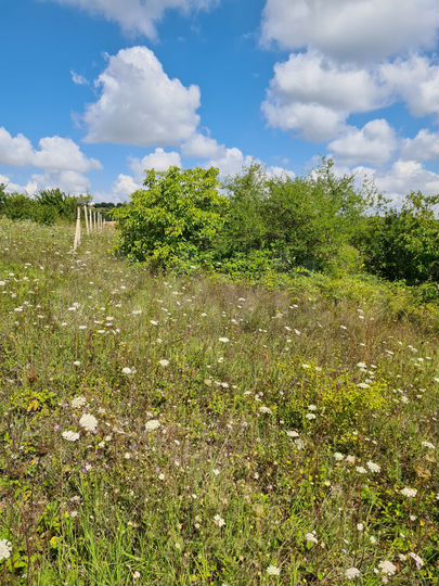 Участок 5,4 сот. (СНТ, ДНП)