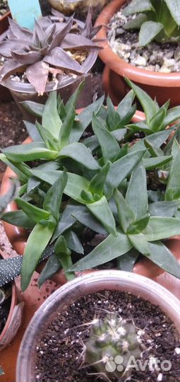 Суккуленты, хавортия