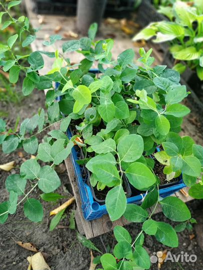 Жимолость каприфоль