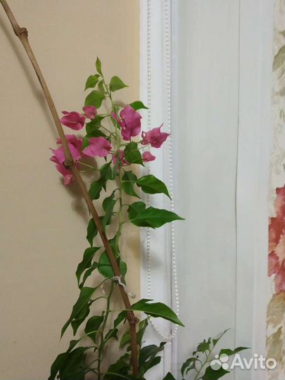 Комнатные цветы