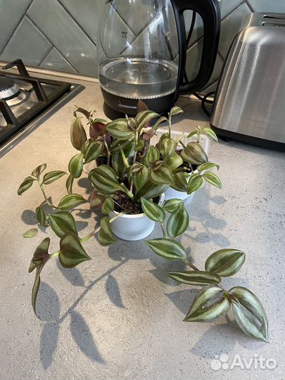 Традесканция зебрина