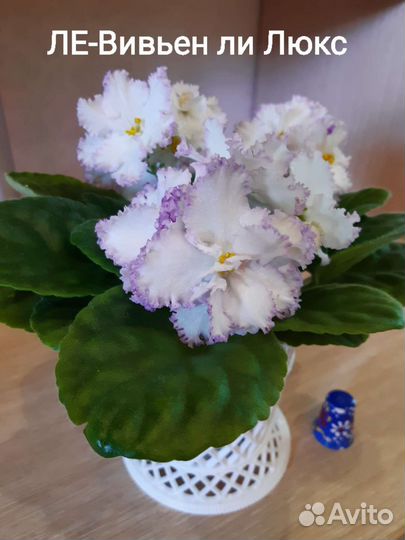 Детки сортовых фиалок