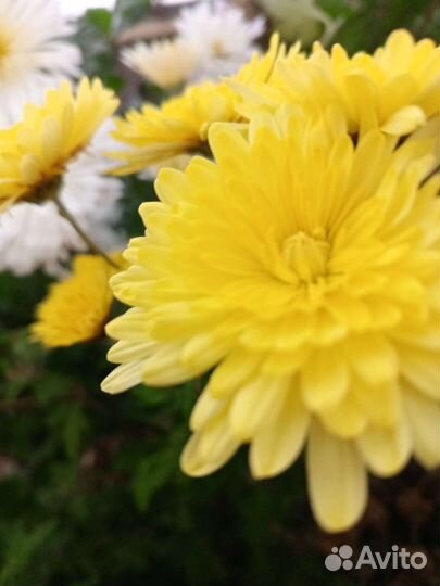 Хризантема кустовая саженцы