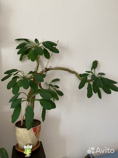 Комнатные цветы молочай