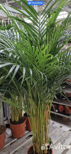 Пальма арека