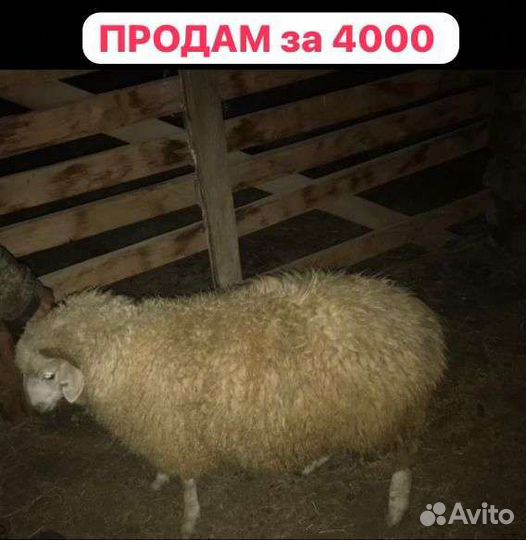 Овцы бараны ягнята