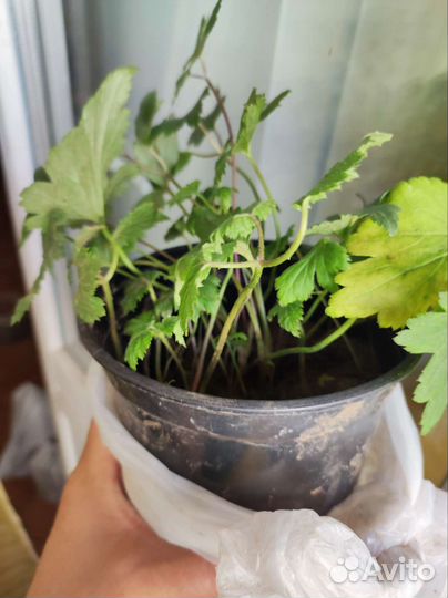 Анемона японская