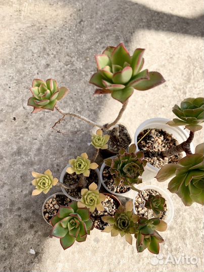 Эониумы, набор эониумов