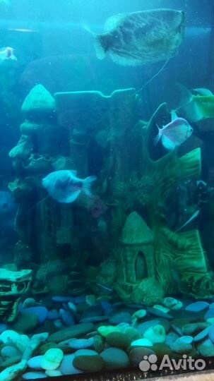 Аквариум