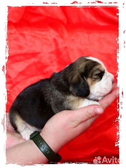 Щенки бигль