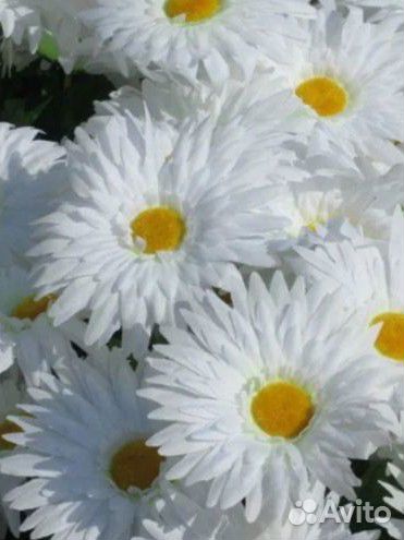 Жасмин, бульденеж, сирень, ромашка, спирея