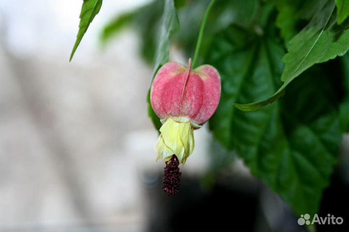 Абутилон Пьер, Мегапотамский