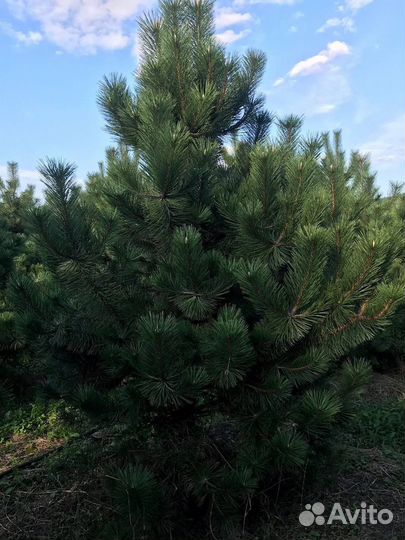 Сосна черная