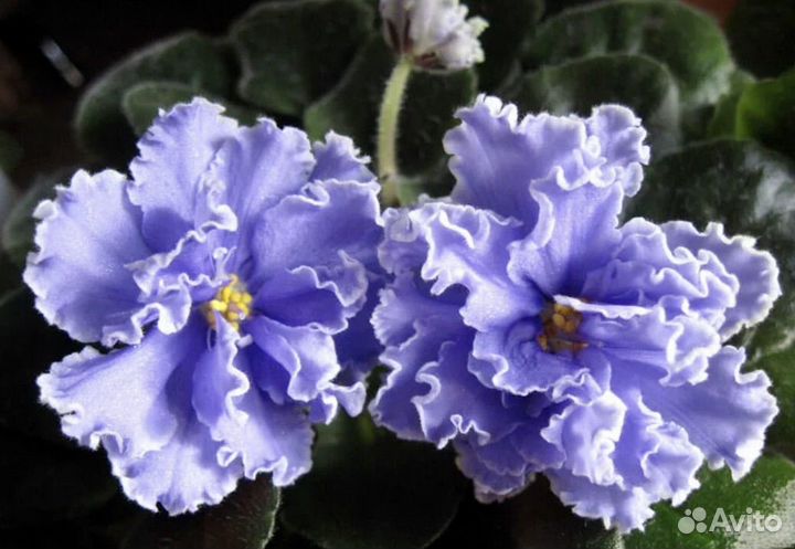 Сортовые фиалки