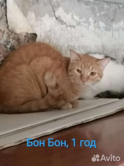 Отдам в добрые руки