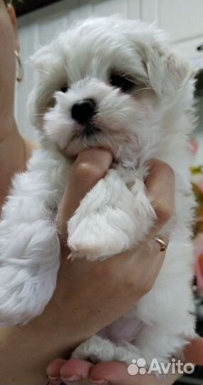 Щенки мальтезе