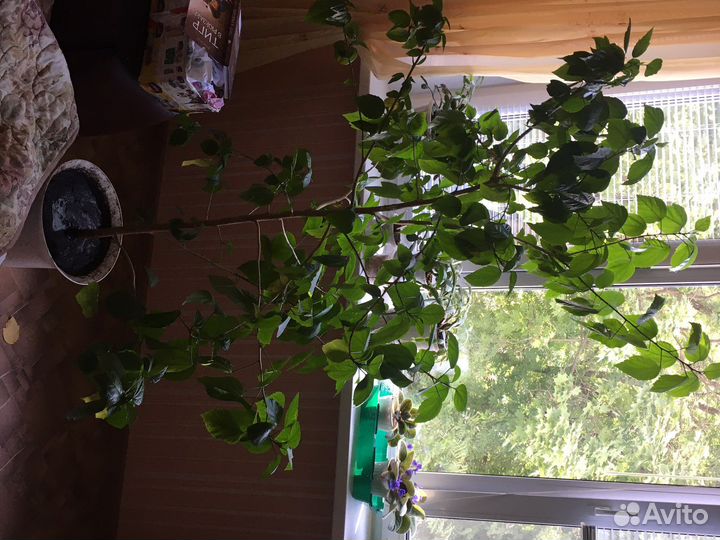 Комнатное дерево Шефлера