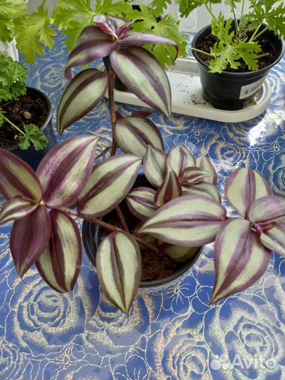 Зебрина плетистая