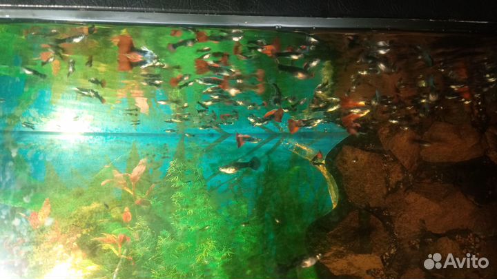 Аквариумные рыбки гуппи