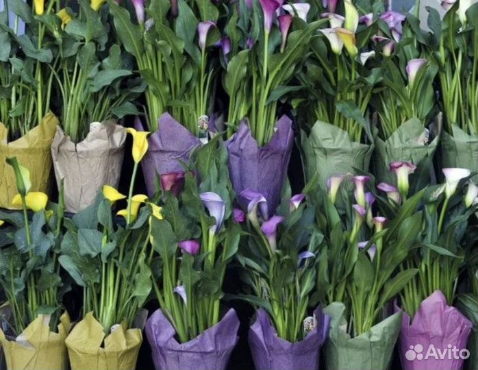 Каллы клубни