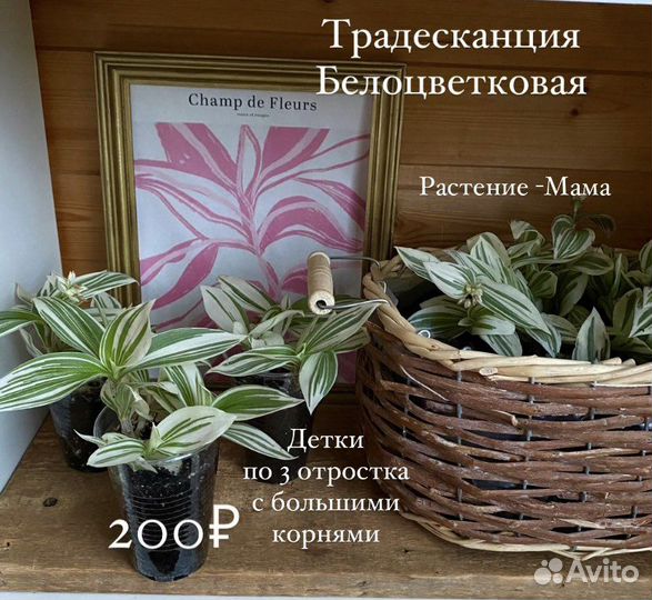 Коллизия Бьянка Традесканция белоцветковая кактус