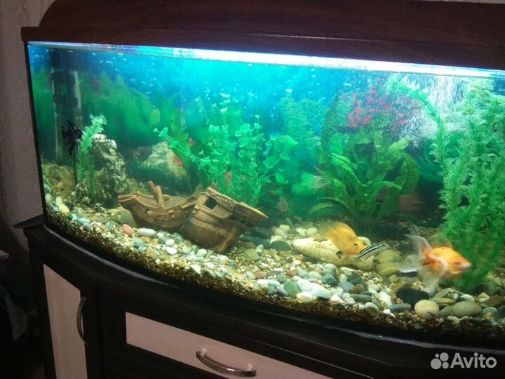 Аквариумы от 200 литров