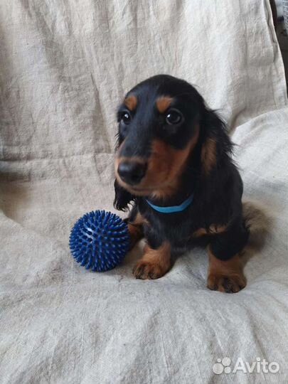 Щенки миниатюрной таксы