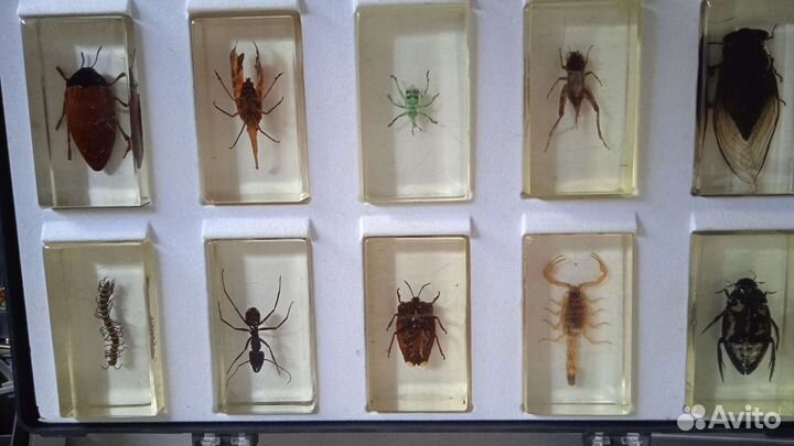 Насекомые и их знакомые