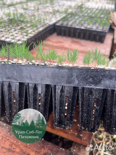 Зкс и окс Сосна Ель Лиственница сеянцы Голуб горн