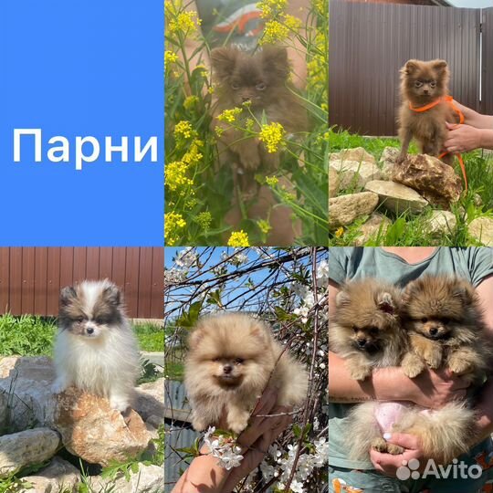 Крошки шпицы