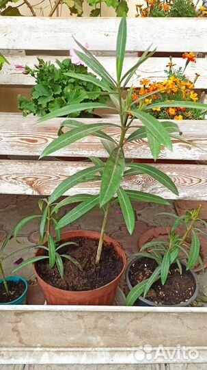 Олеандр розовый