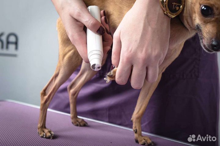 Обучение стрижке собак, курс груминга