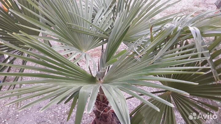 Пальма трахикарпус