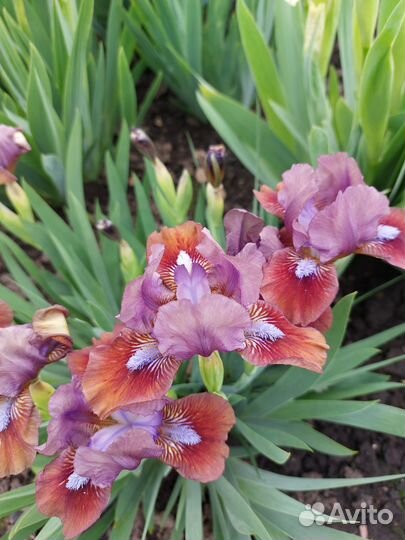 Набор карликовых ирисов №2