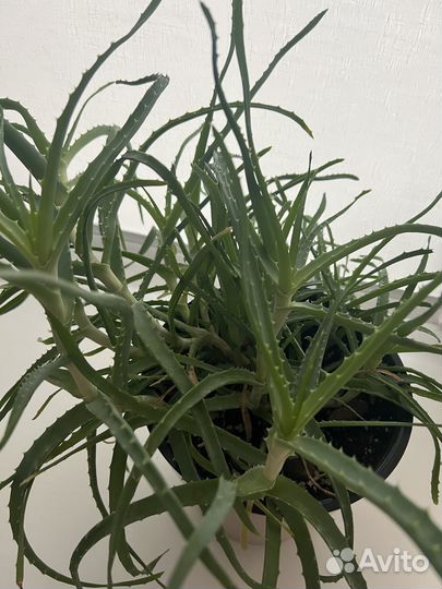 Алоэ большой