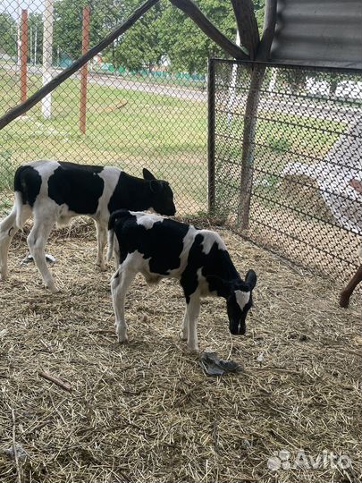 Бычки телочка овцы