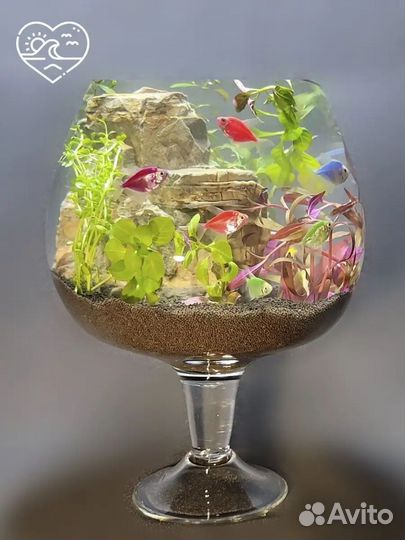 Бакал аквариум