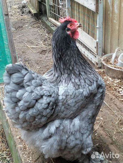 Инкубационное яйцо кохинхинов