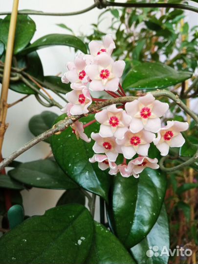 Хойя - восковой плющ